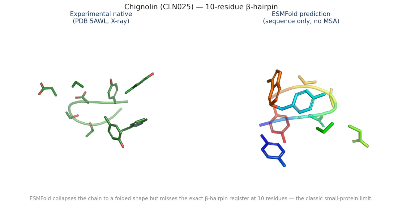 Chignolin: experimental native (green, PDB 5AWL) on the left versus the ESMFold prediction (rainbow, sequence only, no MSA) on the right; the prediction is a folded shape but misses the exact beta-hairpin register.