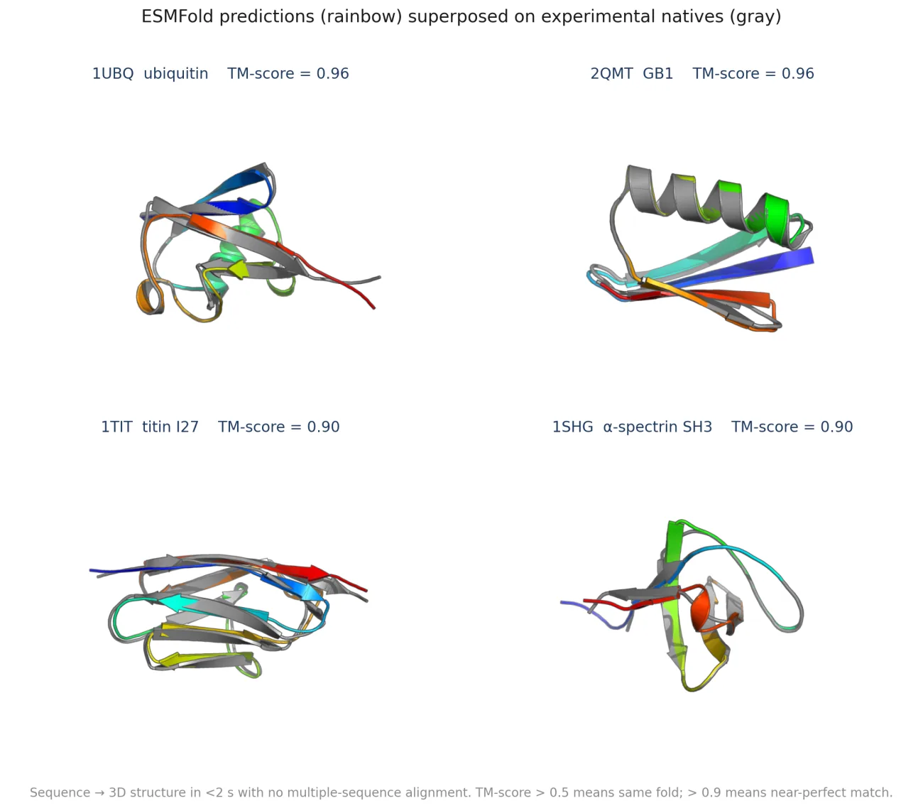Four panels of ESMFold predictions (rainbow) superposed on the gray experimental structures for ubiquitin, GB1, titin I27 and SH3, all near-perfect overlays at TM 0.90 to 0.96.