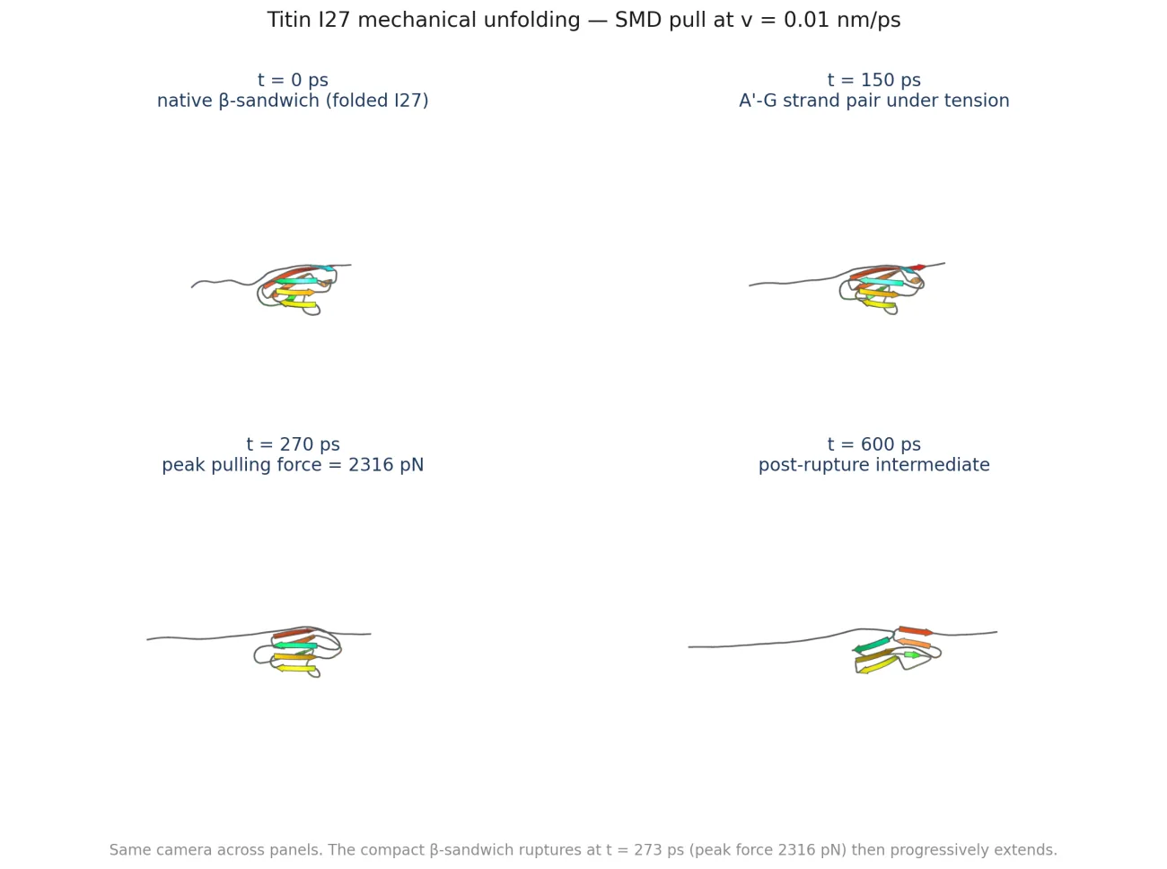 Four cartoon snapshots of titin I27 through the medium-velocity pull: compact beta-sandwich at t=0, under tension at t=150 ps, rupture at the 2316 pN peak at t=270 ps, and a post-rupture intermediate beginning to extend at t=600 ps.